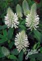 Trifolium rubens f. album 'Frosty Feathers', Purpur Klee