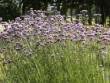 Verbena bonariense, Eisenkraut