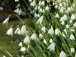 Leucojum aestivum, Sommer Knotenblume, Sommerschneegl